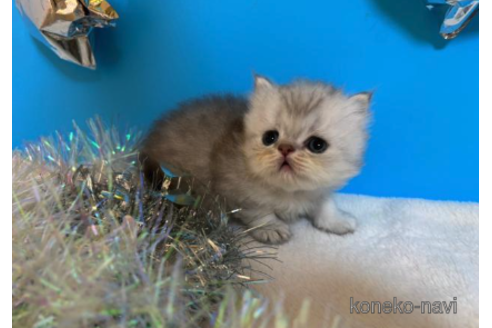 成約済の大阪府のペルシャ-68367の4枚目